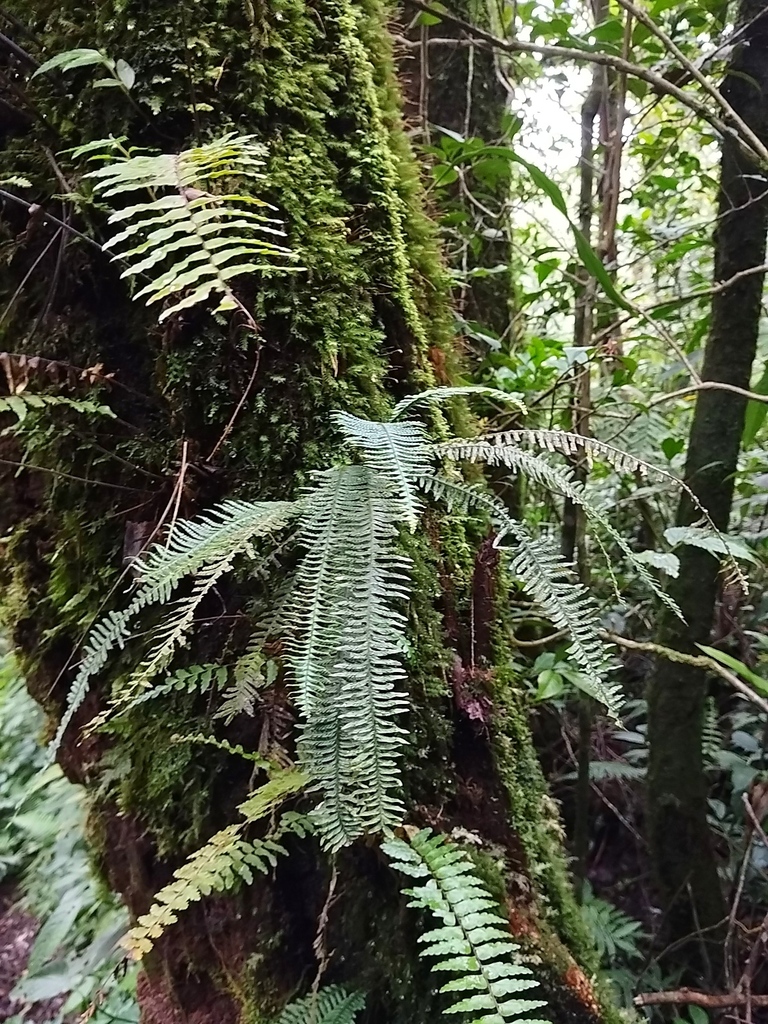 Prosaptia obliquata (Prosaptia obliquata)