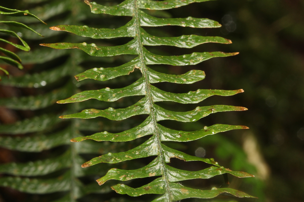 Prosaptia obliquata (Prosaptia obliquata)