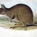 Eastern Hare Wallaby - Photo John Gould, no known copyright restrictions (public domain)