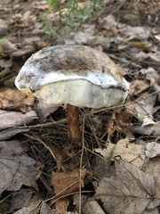 Austroboletus