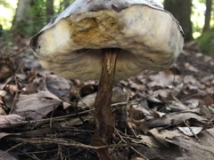 Austroboletus