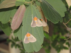 Peridrome orbicularis