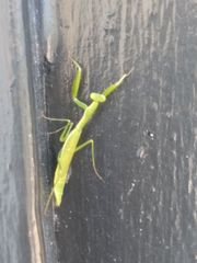 Callimantis antillarum