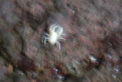 Munidopsis polymorpha