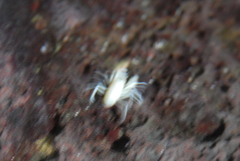 Munidopsis polymorpha
