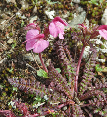 Pedicularis kerneri