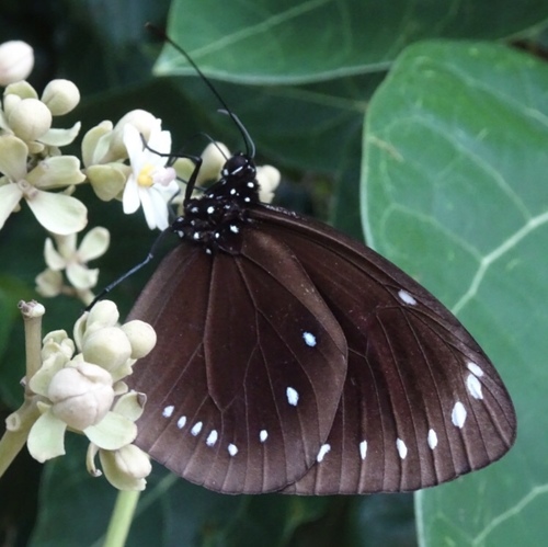 Fijian Crow Butterfly