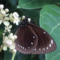 Euploea leucostictos