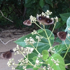 Euploea leucostictos
