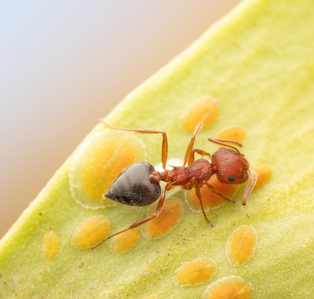 Brown Cocktail Ant