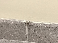 Araneidae