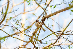 Calicalicus madagascariensis