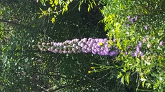 Liatris aspera aspera