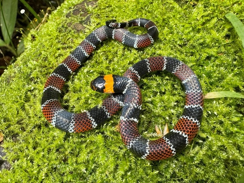 Photo of a Günther's False Coral Snake (Erythrolamprus guentheri)