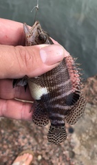 Serranus subligarius