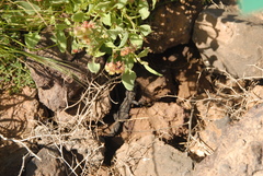 Tarentola angustimentalis