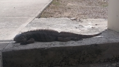 Cyclura nubila