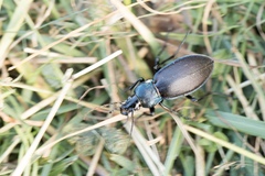 Carabus purpurascens