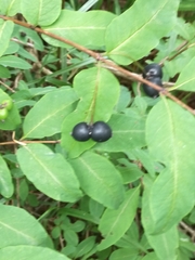 Lonicera nigra