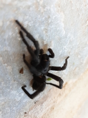 Amblyocarenum walckenaeri