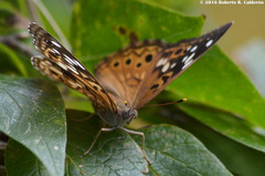 Asterocampa celtis antonia