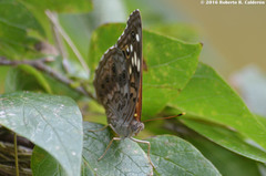 Asterocampa celtis antonia