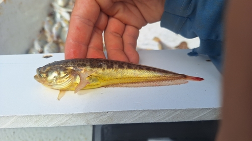 Atlantic Midshipman (Porichthys plectrodon) — Batrachoididae