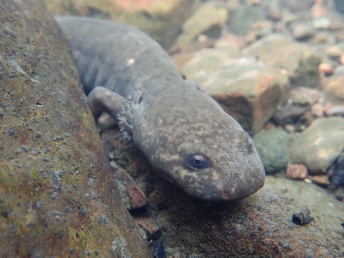 Pacific Giant Salamander