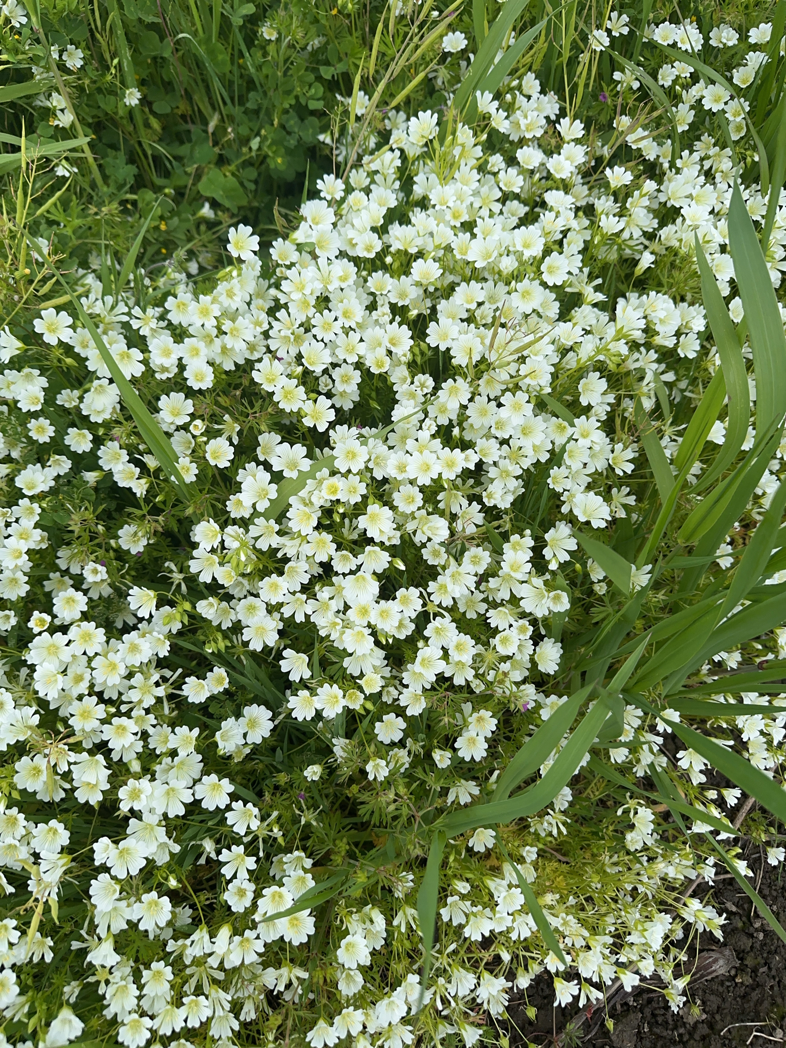 Imagem de Meadowfoam