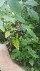 Sambucus nigra