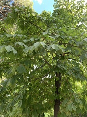 Aesculus hippocastanum