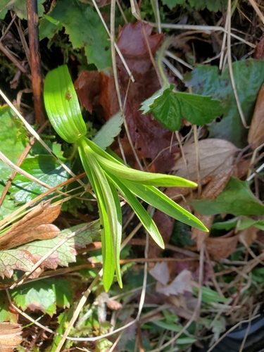 Image of Fritillaria camschatcensis by (c) J Straka, some rights reserved (CC BY)