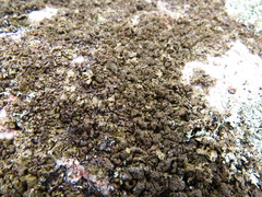 Xanthoparmelia loxodes