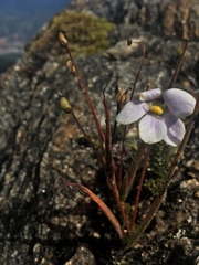 Pinguicula elongata
