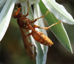 Polistes apachus texanus
