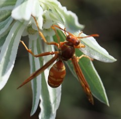 Polistes apachus texanus