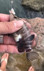 Serranus subligarius