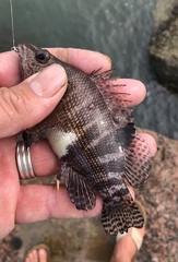 Serranus subligarius