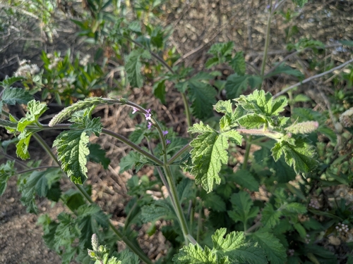 iNaturalist observation photo of western vervain