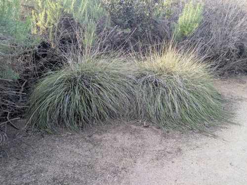 iNaturalist observation photo of deergrass