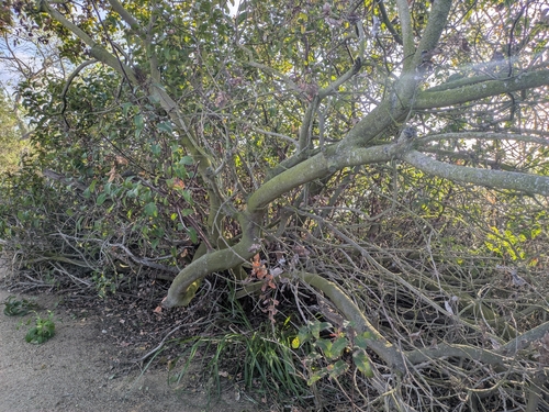 iNaturalist observation photo of laurel sumac