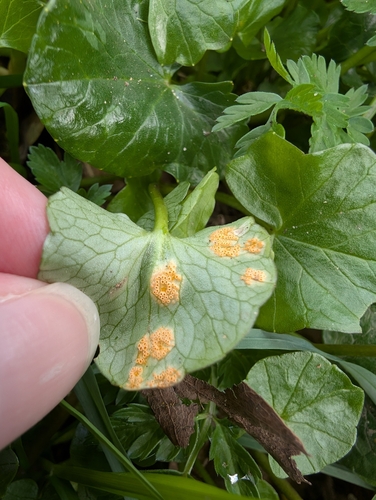 Aecidium ficariae