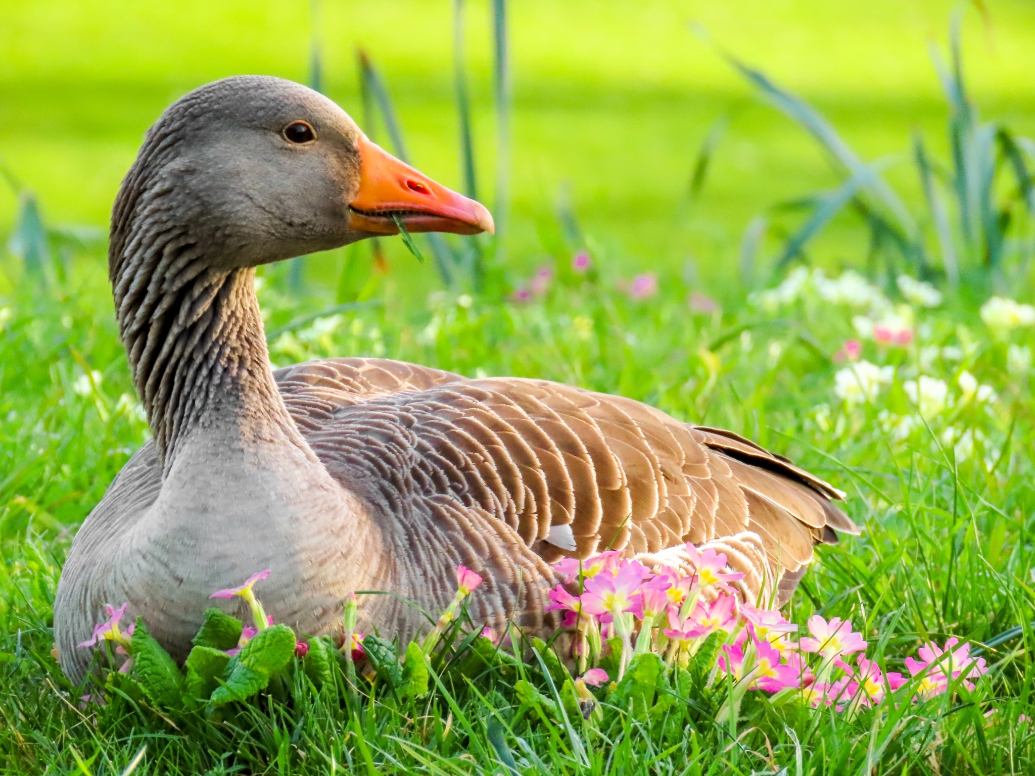 Greylag Goose (Anser anser)