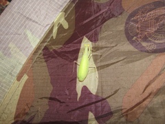 Eomantis