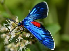 Ctenucha editha