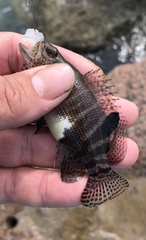 Serranus subligarius