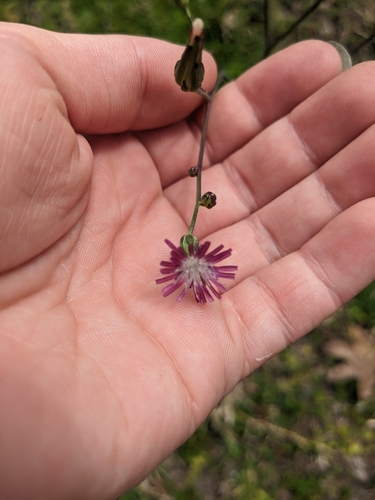Image of Lactuca graminifolia by no rights reserved