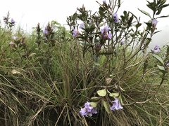 Strobilanthes kunthiana