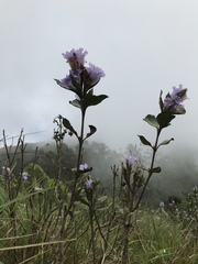 Strobilanthes kunthiana