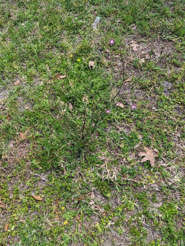 Image of Lactuca graminifolia by no rights reserved